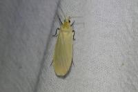 Wittia sororcula