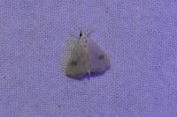 Rivula sericealis