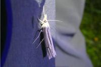 Ancylolomia tentaculella