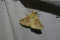 Crocallis elinguaria