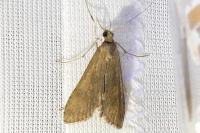 Nomophila noctuella