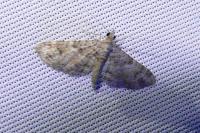 Gymnoscelis rufifasciata