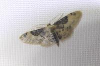 Idaea filicata