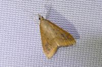 Udea ferrugalis