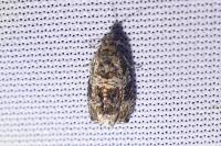 Celypha lacunana
