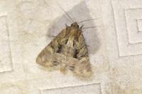 Mesapamea secalella/secalis