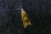 Eucosma conterminana