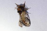 Notodonta ziczac