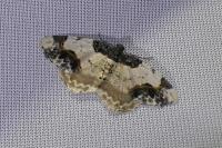 Ligdia adustata