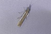 Crambus pascuella