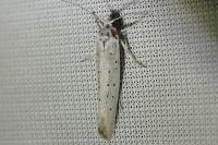 Yponomeuta