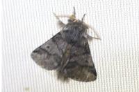 Thaumetopoea processionea