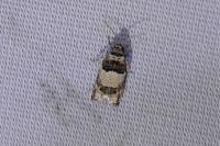 Epinotia thapsiana