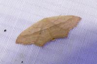 Scopula imitaria