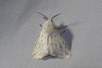 Spilosoma lubricipeda