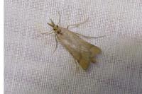 Synaphe punctalis