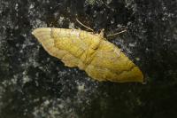 Camptogramma bilineata