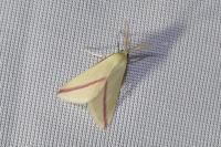 Rhodometra sacraria
