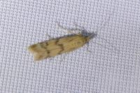 Homoeosoma sinuella