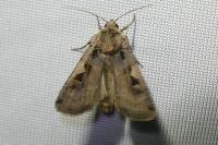 Xestia c-nigrum