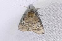 Tethea ocularis