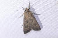 Agrotis segetum