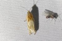 Eucosma cana