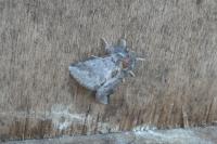 Thaumetopoea processionea