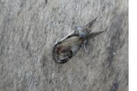 Notodonta ziczac