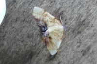 Plagodis dolabraria