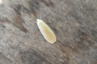 Wittia sororcula