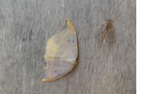 Watsonalla binaria