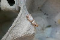 Acrobasis tumidana