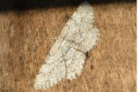 Hypomecis punctinalis