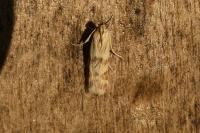 Homoeosoma sinuella