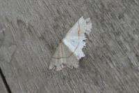 Cyclophora punctaria