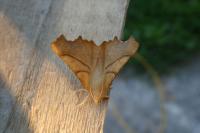 Ennomos fuscantaria