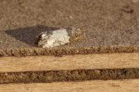 Spilonota ocellana