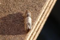Spilonota ocellana