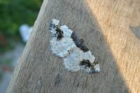 Ligdia adustata