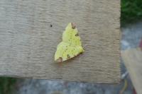 Opisthograptis luteolata