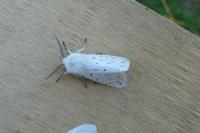 Spilosoma lubricipeda