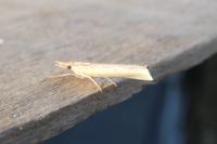Pediasia contaminella