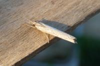 Pediasia contaminella