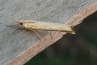 Pediasia contaminella