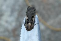 Xestia c-nigrum