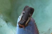 Ochropleura plecta