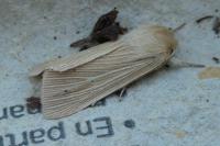 Mythimna pallens