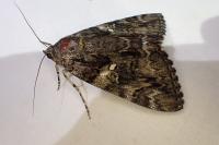Catocala dilecta