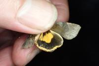 Noctua janthe